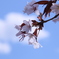 桜空
