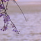 桜色彩