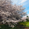 桜花繚乱