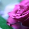 Rose Drop * トモダチ… *