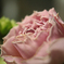 Rose Drop * 包まれて… *