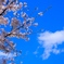 DSCF7338