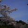 吉水神社から見上げる