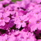 芝桜！！