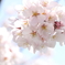 ２０１４春の桜