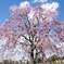 舎人公園、しだれ桜
