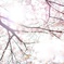 「輝桜」