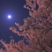 桜と月。