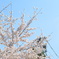 お花見