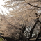 桜色の風