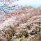 つくば山桜01