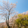 つくば山桜02