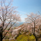 つくば山桜03