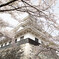長浜城の桜。