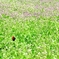 そこの雉よ