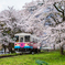 桜鉄＊*