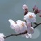 桜さくら