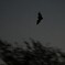 Pipistrelle Ⅰ