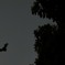 Pipistrelle Ⅱ