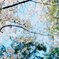 青空と桜