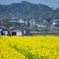 菜の花畑