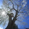 しだれ桜（２）