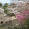 吉野