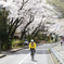 桜道