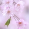 夢桜
