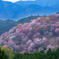 吉野山桜パレット