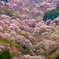 吉野山桜中千本