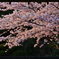夕刻 桜　２