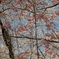 樹木公園の桜