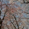 樹木公園の桜
