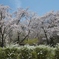樹木公園の桜と雪柳