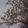 DSC00267