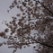 DSC00266