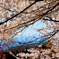 桜の隙間の吾妻山1