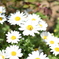 ひな菊？
