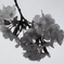 鞍馬の桜(白黒)