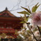 仁和寺の桜と朱塗建築