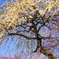 いなべ市梅林公園