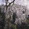 松岡の千恵子桜