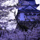 桜吹雪