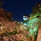 夜桜
