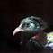 鳥