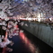 夜桜満喫