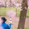 大きな桜の木の下で♪