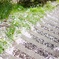 桜散る階段