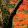 gallery09